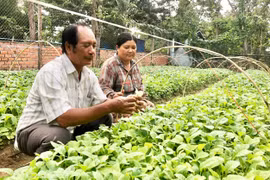Già làng Nay Hen (bìa trái, buôn Jứ, xã Ia Broắi) hướng dẫn người dân chuẩn bị cây giống thuốc lá. Ảnh: L.N