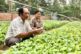 Già làng Nay Hen (bìa trái, buôn Jứ, xã Ia Broắi) hướng dẫn người dân chuẩn bị cây giống thuốc lá. Ảnh: L.N