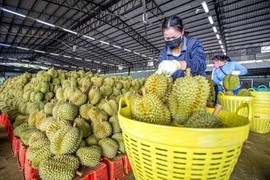 Thủ tướng chỉ đạo Bộ Công an đảm bảo an ninh chuỗi cung ứng sầu riêng