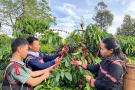 Vườn cà phê của anh Siu Sắt (thứ 2 từ trái sang) được trồng theo hướng hữu cơ. Ảnh: L.H