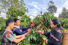 Vườn cà phê của anh Siu Sắt (thứ 2 từ trái sang) được trồng theo hướng hữu cơ. Ảnh: L.H