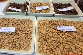 Giá cà phê hôm nay 5-5: Giải mã cơn sốt cà phê mít