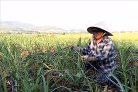 Giữ 'vị ngọt' cho mía đường - Bài cuối: Nhìn xa, nghĩ sâu, làm lớn