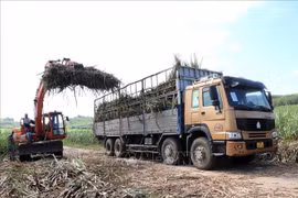 Giữ 'vị ngọt' cho mía đường - Bài 2: Lợi ích hài hòa, rủi ro chia sẻ