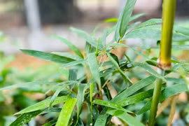 Xông hơi trị cảm lạnh như thế nào để tốt cho sức khỏe?