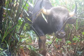 Nhiều loài động vật sắp tuyệt chủng trở về Vườn quốc gia Chư Mom Ray