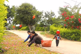 Phụ nữ làng Đê Chơ Gang (xã Phú An, huyện Đak Pơ) chăm sóc con đường hoa. Ảnh: Đ.M.P