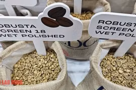 Giá cà phê hôm nay 22-5: Vua xuất khẩu cà phê bị 'soán ngôi'