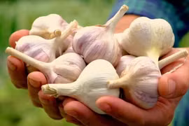 Chuyên gia chia sẻ cách tốt nhất để ăn tỏi nhằm tối đa hóa lợi ích