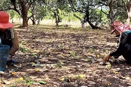 Mùa vàng dưới những rặng cây