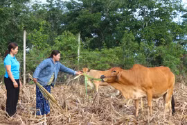 Đak Pơ tạo sinh kế bền vững cho người nghèo