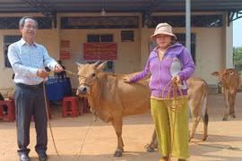 Ban Thường trực Ủy ban MTTQ Việt Nam huyện hỗ trợ bò sinh sản cho hộ nghèo ở làng Bua, xã Ia Pnôn. Ảnh: V.H