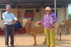 Ban Thường trực Ủy ban MTTQ Việt Nam huyện hỗ trợ bò sinh sản cho hộ nghèo ở làng Bua, xã Ia Pnôn. Ảnh: V.H