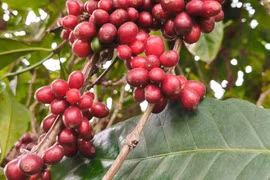 Giá cà phê hôm nay 23-3: Đã đến lúc bán ra?