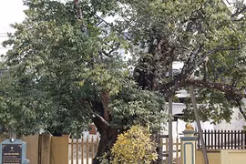 Về Đất Tổ nghe chuyện cây nghìn năm tuổi - Bài 3:Cây thị cổ có quả tròn quả dẹt