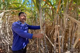 Gia đình ông Nguyễn Văn Vinh (làng Ia Sa) đã vươn lên làm giàu nhờ trồng mía. Ảnh: Đ.Y