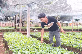 Siết chặt chất lượng cây giống cà phê