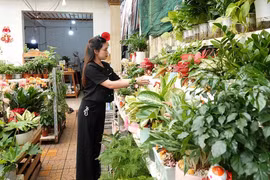 Sáng tạo tiểu cảnh kiểng độc lạ, cô gái thu nhập hơn 20 triệu đồng/tháng