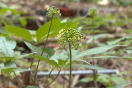 Sâm Ngọc Linh Kon Tum được vinh danh là Di sản văn hóa phi vật thể quốc gia