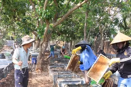 Tận thấy quy trình 'ru ong ngủ' để thu mật