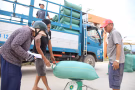 Vụ lúa Đông Xuân 2025-2026: Niềm vui không trọn 