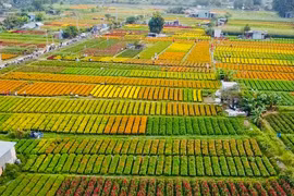 Làng hoa Tân Ba rực rỡ khoe sắc vụ tết: Điểm check-in chụp hình lý tưởng