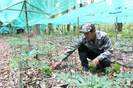 Kon Tum: Cấp mã vùng trồng sâm Ngọc Linh có sơ xuất
