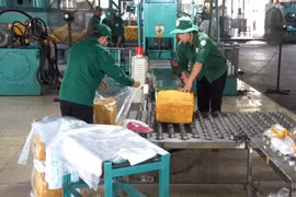 Các công đoạn sản xuất của Công ty TNHH một thành viên Cao su Chư Păh đều thực hiện đúng quy định của chuỗi hành trình sản phẩm theo PEFC/CoC. Ảnh: H.Đ.T