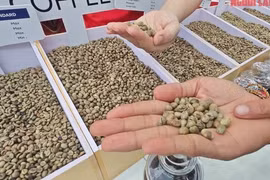 Giá cà phê hôm nay 14-3: Đồng loạt tăng