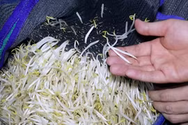 Hé lộ thị trường tiêu thụ 3.500 tấn giá đỗ ngâm 'nước kẹo'