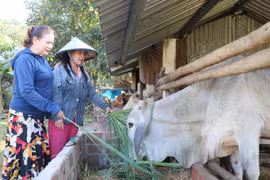 An Khê “tiếp sức” giúp người dân thoát nghèo