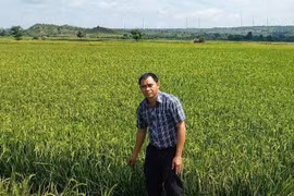 Hộ ông Rmah Tuân (làng Plei Thơh Ga B, xã Chư Don) mượn giống lúa Đài Thơm 8 để đưa vào sản xuất trong vụ mùa 2024. Ảnh: N.D