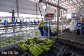 Vị thế Đắk Lắk trên hành trình nửa thế kỷ