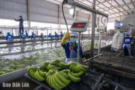 Vị thế Đắk Lắk trên hành trình nửa thế kỷ