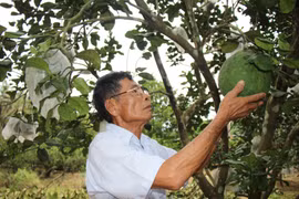 Xây dựng thương hiệu nông sản theo quy mô vùng