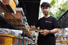 Nuôi ong chúa bán giống, nam sinh có thu nhập tự lo chi phí học hành