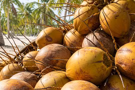 7 lợi ích của việc uống nước dừa tươi buổi sáng