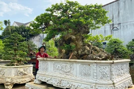 Cây chòi mòi “Thiền sư” là một trong những tác phẩm ở vườn bonsai Vũ Nguyễn hội đủ các yếu tố “cổ, kỳ, mỹ, văn”. Ảnh: K.P