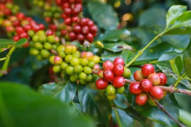 Cà phê tại tỉnh Gia Lai hôm nay (1-11) ở mức 109.100 đồng/kg