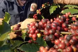 Dự báo về giá cà phê 2025, đà tăng có thể duy trì?