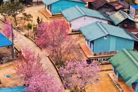 Hoa đào rực rỡ quanh ngôi làng nhỏ trên cao nguyên