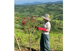 Lên núi trồng cây