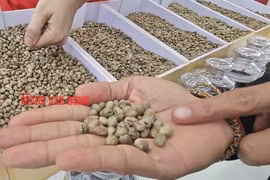 Giá cà phê hôm nay 16-5: Mất mốc quan trọng