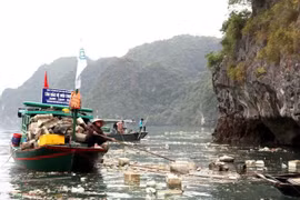 Tàu du lịch vịnh Hạ Long bị dừng hoạt động vì để khách dùng chai nhựa