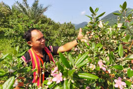 Lão nông tạo đồi “sim tím mộng mơ” thu hút du khách