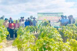 Sử dụng giống mì kháng bệnh để nâng cao hiệu quả sản xuất 