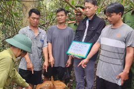 Nhân viên bảo vệ rừng cưa hạ hàng loạt cây kiền kiền trái phép