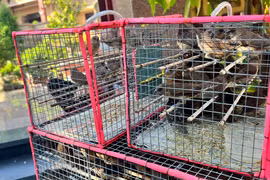 Ngày tết, phóng sinh gieo tâm từ bi: Phóng sinh thế nào mới đúng?