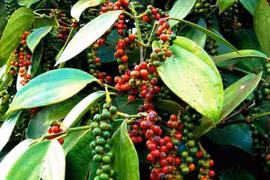 Ảnh minh họa. Nguồn: Internet