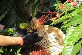 Giá cà phê hôm nay 29-12: Giảm mạnh rồi 'đi ngang' dò đường